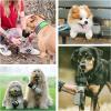 imagePecute Portable Dog Water Bottle 2 in 1 Cat Dog Travel Water Bottle Bowl Leakproof with Double Seal BPA Free Lightweight Pet Small Animal Water Bottel Dispenser for Outdoor Walking Hiking TravelsGrey