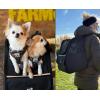 imagePecute Cat Backpack Carrier Expandable Cat Backpack for Cats Dogs up to 11 lbs Pet Travel Backpack for Small Dogs Medium Cats Cat Carrier with Ventilated Mesh Safety Leash Hiking Outdoor GreyBlack